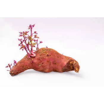 Fresh Sweet Potato 